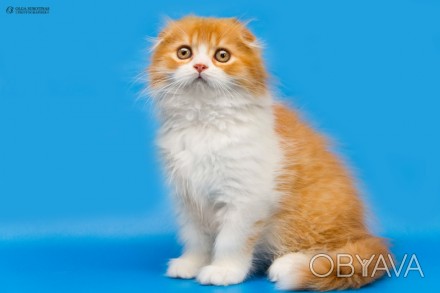 Предлагаем Вам приобрести для себя очаровательных клубных котят шотландских стра. . фото 1