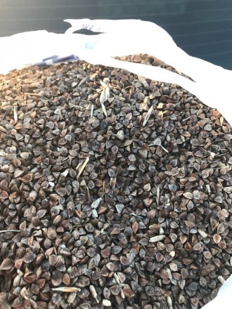 Продам семена Гречихи,объем 300 т, 400 т, 500 т. Цена и условия оплаты договорны. . фото 2
