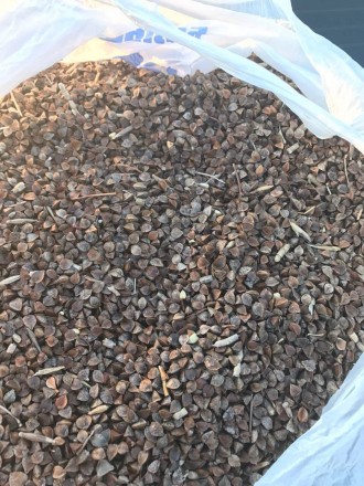 Продам семена Гречихи,объем 300 т, 400 т, 500 т. Цена и условия оплаты договорны. . фото 4
