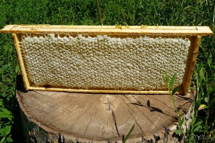 Натуральный мёд из  своем домашней пасеке.

Цена указана за 3л банку.

В бан. . фото 4