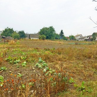 Участок 25 соток приватизированной земли,расположен в пригороде г. Чернигов, в с. . фото 5