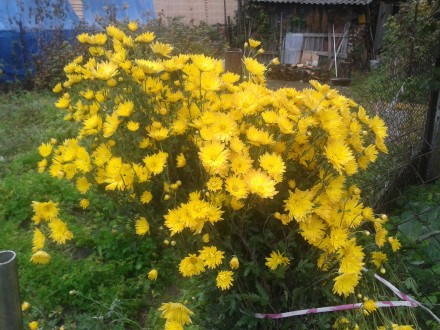 Хризантема высокорослая. В кустах. Ярко желтого цвета. Будем выкапывать или срез. . фото 2