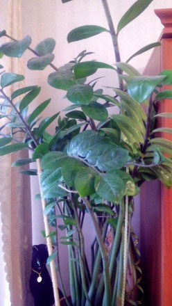 Замиокулькас высотой около 1метра, диаметр фазона 35см.. не прихотливое растение. . фото 4