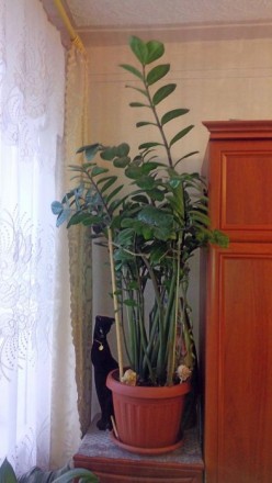 Замиокулькас высотой около 1метра, диаметр фазона 35см.. не прихотливое растение. . фото 5