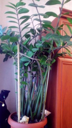 Замиокулькас высотой около 1метра, диаметр фазона 35см.. не прихотливое растение. . фото 3