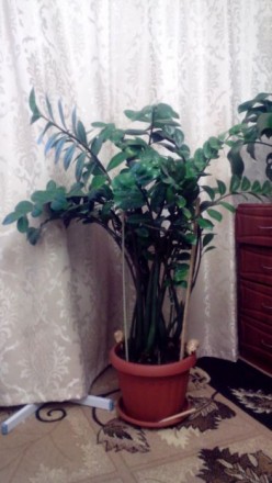 Замиокулькас высотой около 1метра, диаметр фазона 35см.. не прихотливое растение. . фото 6