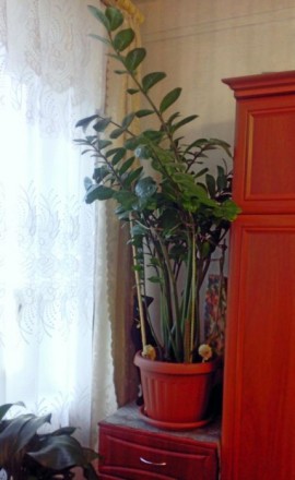 Замиокулькас высотой около 1метра, диаметр фазона 35см.. не прихотливое растение. . фото 2