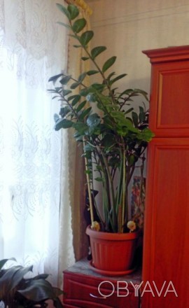 Замиокулькас высотой около 1метра, диаметр фазона 35см.. не прихотливое растение. . фото 1