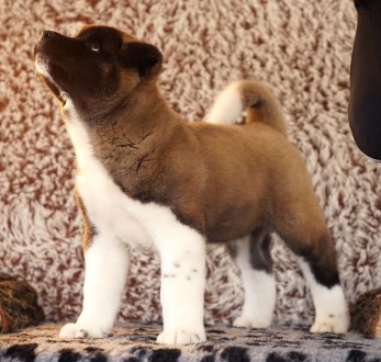 ::: American Akita ::: All for Almighty Kennel (UKU/FCI) introduce:::

::: Ame. . фото 4