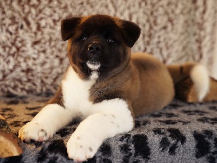 ::: American Akita ::: All for Almighty Kennel (UKU/FCI) introduce:::

::: Ame. . фото 3