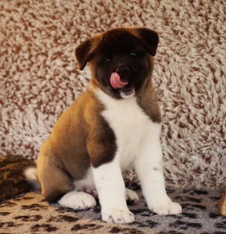 ::: American Akita ::: All for Almighty Kennel (UKU/FCI) introduce:::

::: Ame. . фото 5