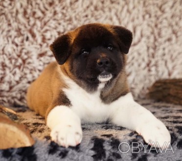 ::: American Akita ::: All for Almighty Kennel (UKU/FCI) introduce:::

::: Ame. . фото 1
