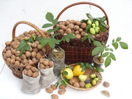 Продам саженцы ореха грецкого: подвой, селекционный сеянец, прививка. Цена указа. . фото 2