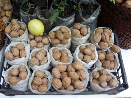 Продам саженцы ореха грецкого: подвой, селекционный сеянец, прививка. Цена указа. . фото 3