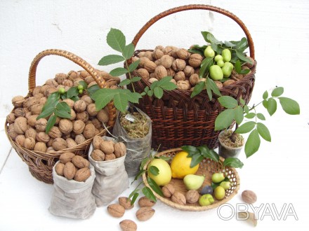 Продам саженцы ореха грецкого: подвой, селекционный сеянец, прививка. Цена указа. . фото 1