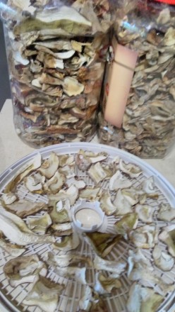 Білі сушені грибочки з Прикарпаття,зібрані на високих  полонинах у смерикових  л. . фото 3