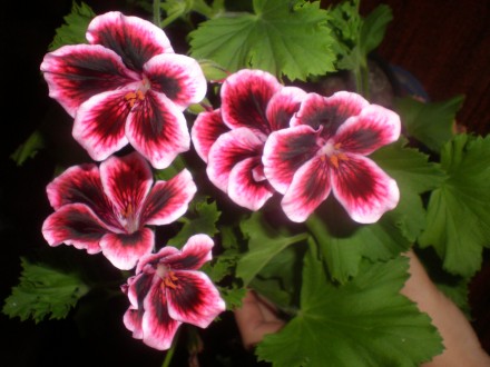 Королевские пеларгонии - очень красивые расцветки, в наличии около 20 сортов, вс. . фото 11