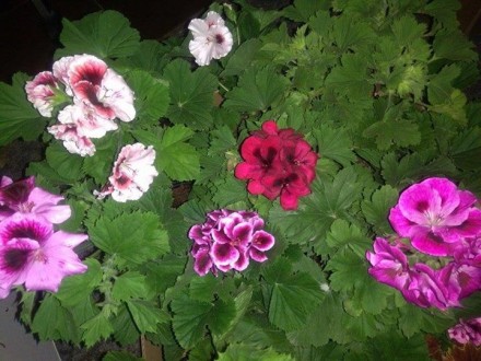 Королевские пеларгонии - очень красивые расцветки, в наличии около 20 сортов, вс. . фото 4
