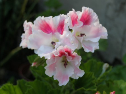 Королевские пеларгонии - очень красивые расцветки, в наличии около 20 сортов, вс. . фото 8