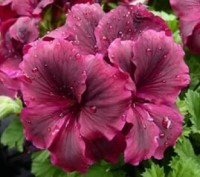 Королевские пеларгонии - очень красивые расцветки, в наличии около 20 сортов, вс. . фото 9