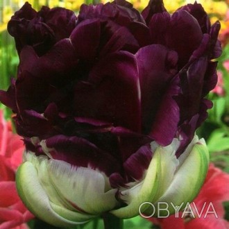 продам луковицу тюльпана много сортов цены от 4 до 25 гривен
http://botanik.fis. . фото 1