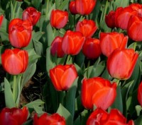 Продам луковицы тюльпанов сорта: Фабио, Фриджит, Гольден Апельдорн, Парад 306 и . . фото 2