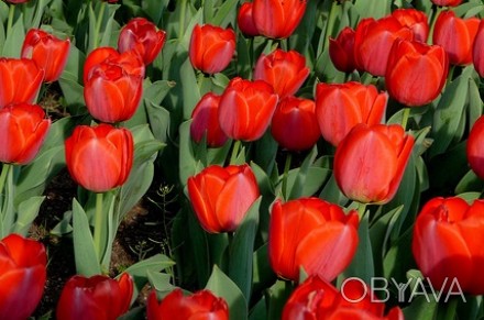 Продам луковицы тюльпанов сорта: Фабио, Фриджит, Гольден Апельдорн, Парад 306 и . . фото 1
