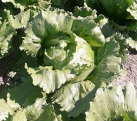 Компанія "AGROVIO" пропонує насіння салатів по акційній ціні 475грн за упаковку . . фото 3