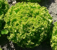 Компанія "AGROVIO" пропонує насіння салатів по акційній ціні 475грн за упаковку . . фото 5