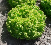 Компанія "AGROVIO" пропонує насіння салатів по акційній ціні 475грн за упаковку . . фото 6