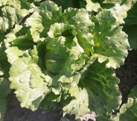 Компанія "AGROVIO" пропонує насіння салатів по акційній ціні 475грн за упаковку . . фото 4