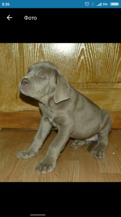 Продам щенка мальчика редкого цвета Изабелла серо голубой ,щенок очень игривый у. . фото 3