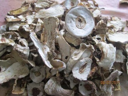 Продам сухие белые грибы урожая 2017 года,собранные в экологически чистых буково. . фото 3