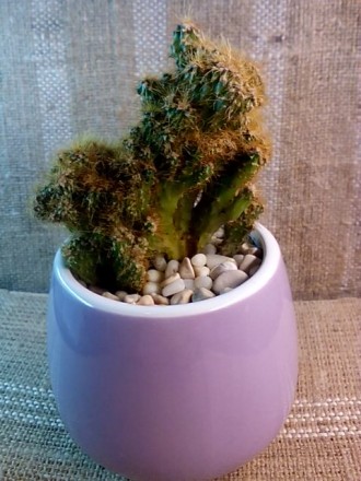 Цветочная композиция: кактус в чашке - оригинальный подарок родным, друзьям, люб. . фото 3