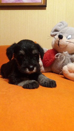 Самые милые и любимые щенки цвергшнауцера, окрас чёрный с серебром, рожденные 07. . фото 2