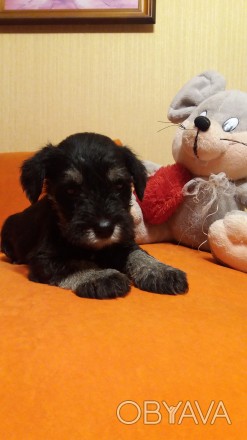Самые милые и любимые щенки цвергшнауцера, окрас чёрный с серебром, рожденные 07. . фото 1