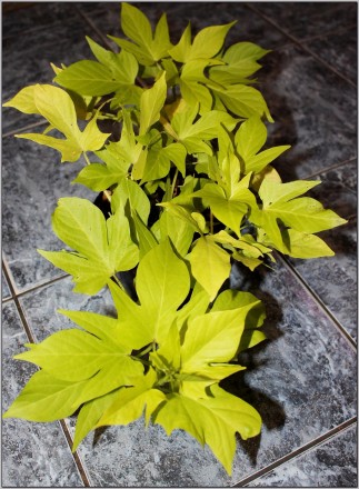 Продам декоративную ипомею батат Прекрасное растение для подвесных кашпо, балкон. . фото 8