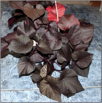 Продам декоративную ипомею батат Прекрасное растение для подвесных кашпо, балкон. . фото 10