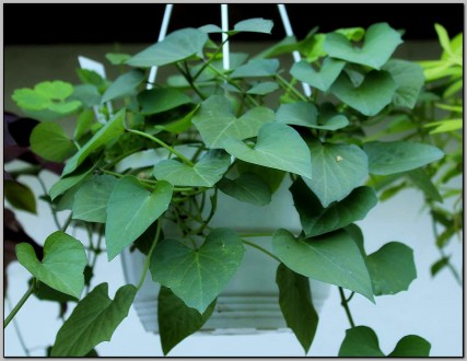 Продам декоративную ипомею батат Прекрасное растение для подвесных кашпо, балкон. . фото 6