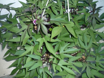 Продам декоративную ипомею батат Прекрасное растение для подвесных кашпо, балкон. . фото 4