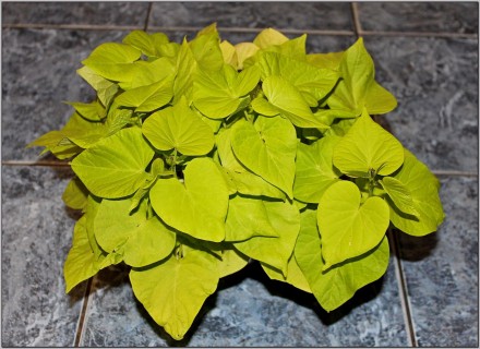 Продам декоративную ипомею батат Прекрасное растение для подвесных кашпо, балкон. . фото 7