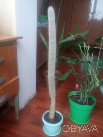 Породам кактус.С горшком 95 см.. . фото 1