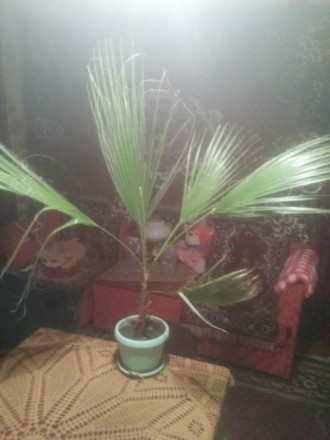 Пальма вашингтония.. . фото 5