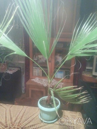 Пальма вашингтония.. . фото 1