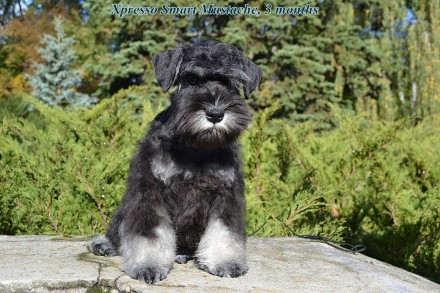 Замечательный малыш цвергшнауцера окраса черный с серебром со сладким именем Кек. . фото 9