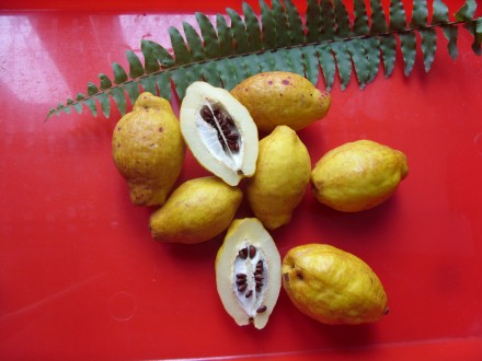 Продам 1-2-3-х годичные саженцы айвы японской (хеномелес, северный лимон).. . фото 4