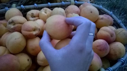 На продажу потрясающие 2-ух годичные саженцы абрикосы.Плоды сладкие,медовые и оч. . фото 2