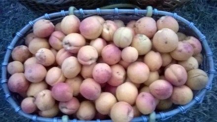 На продажу потрясающие 2-ух годичные саженцы абрикосы.Плоды сладкие,медовые и оч. . фото 4