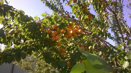На продажу потрясающие 2-ух годичные саженцы абрикосы.Плоды сладкие,медовые и оч. . фото 6