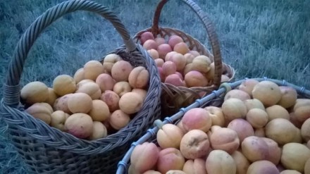 На продажу потрясающие 2-ух годичные саженцы абрикосы.Плоды сладкие,медовые и оч. . фото 3